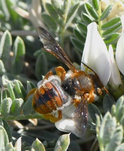 Réf. 225 980 : Rhodanthidium sticticum